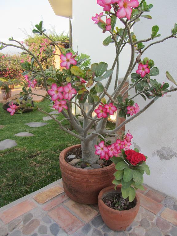 Bed and Breakfast La Colorada Zacualpan Екстер'єр фото